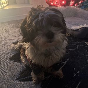 Meet your Posher, Isabella